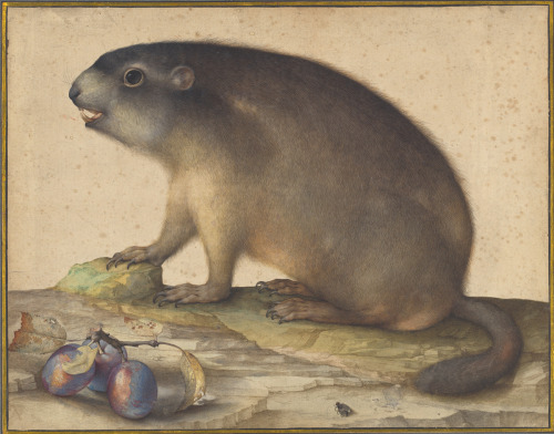 A Marmot with a Branch of PlumsJacopo Ligozzi (Italian; 1547–1627)1605Brush with brown and gray wash