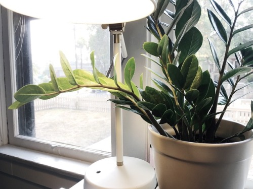 post&ndash;grad: relocated the windowsill bookshelf and got about 200% more natural light for my des