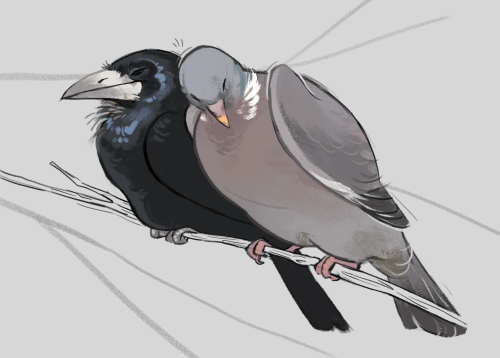 finchwingart:  Goth gf and pigeon gf