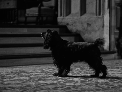 Rebecca, dir. Alfred Hitchcock, 1940Joan Fontaine and a dog