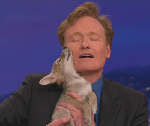 Porn Pics foxjump:  Conan O’Brien with a coyote pup.