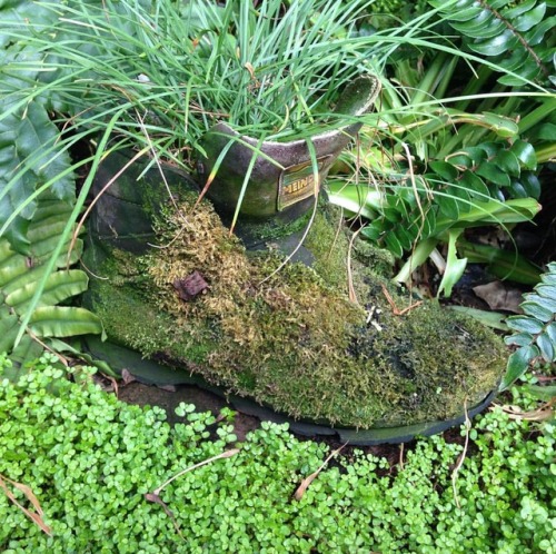 at Flora und Botanischer Garten Köln www.instagram.com/p/BnPGAySl-Is/?utm_source=ig_tum