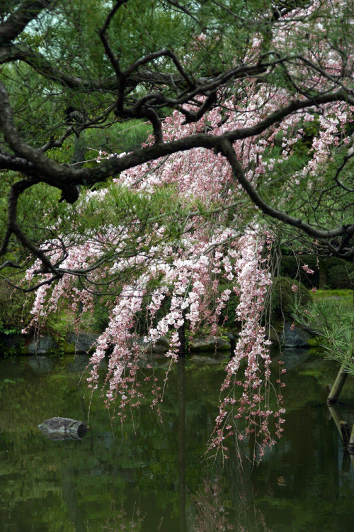 silvaris - Cherry Blossom, Heian Shrine, Kyoto, Japan by Jim...