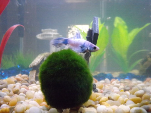 milo-the-betta: Milo and Marimo