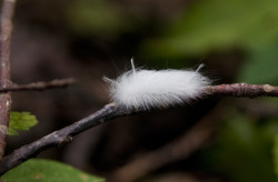 hellothrong:  Flannel-moth caterpillar: http://hikinginthesmokies.files.wordpress.com/2012/09/caterpillar-black-waved-flannel-moth-instar-megalopyge-crispata-deeplow-gap-trail-august-05-2012.jpg