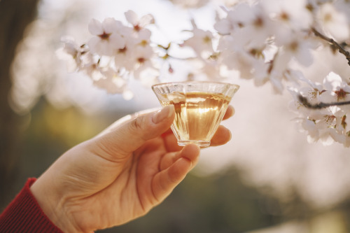 2022-04-02Spring, Cherry Blossom PicnicCanon EOS R6 + RF50mm f1.8 STMInstagram  |  hwantastic79vivid