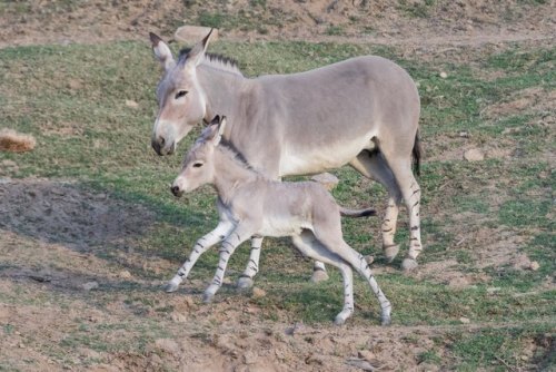 sdzoo:Just in time for the holidays, the San Diego Zoo Safari Park welcomed a critically endangered 