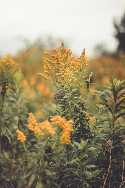 rabbitinthemeadow:And oh, what a thrill to know the autumn, sweetly turningAs gentle winds carry the