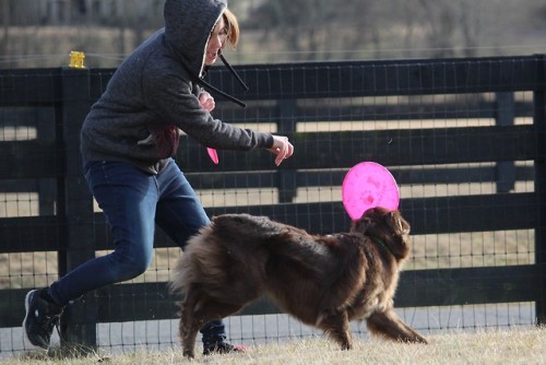 Poppy and I went out to the first ever Nashville TN Toss n Fetch League (link if anyone is local and