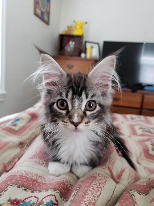 cutefunnybabyanimals:I wake up to this every morning, she’s the best Maine Coon I could ask for! via