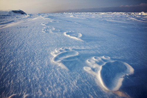 Arctic and Antarctic photography by Paul Nicklen.