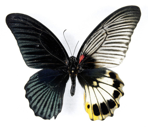 In The Realm Of Genetic Anomalies Found In Living Organisms Perhaps None Is More Visually Striking Than