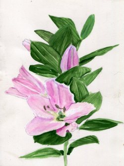 Havekat:  Pagoda  Watercolor On Cotton Paper 2017, 7″X 10″ Pink Oriental Lily