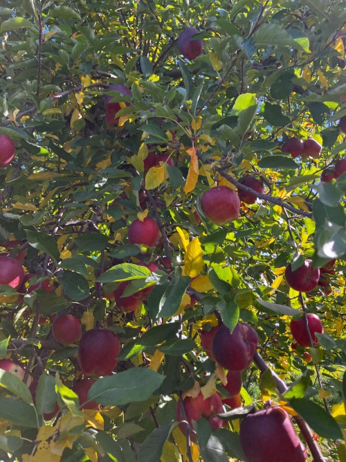 Went Apple Picking, Yall