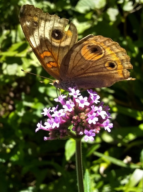 Magical, every time I see a Buckeye Butterfly. 