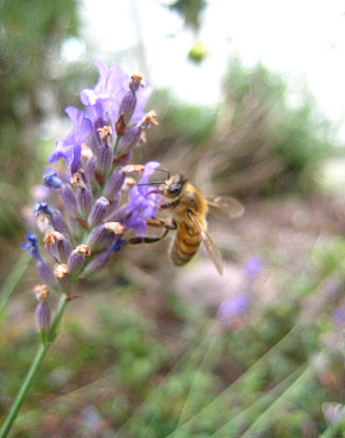 A honeybee enjoying some lavender.