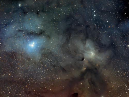 back-to-the-stars-again:The Reflection Nebula, IC4603.Credit: Maicon Germiniani