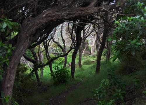Twisty kanuka tree track above Whatipu, Waitakere Ranges, NZ.