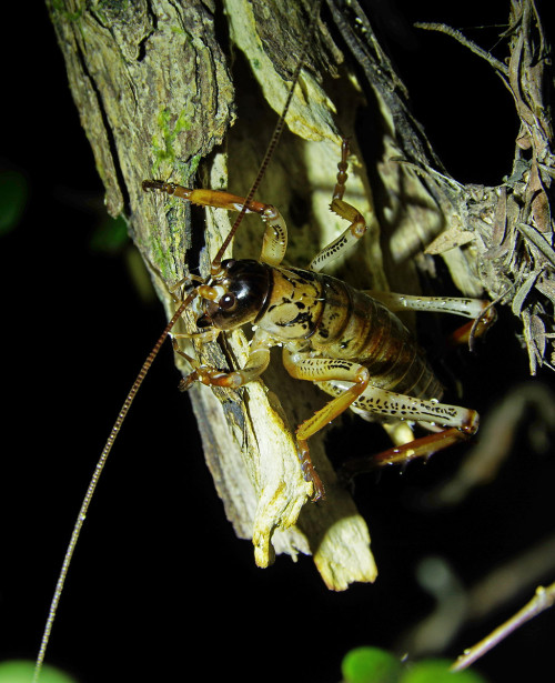 More noctournal New Zealand crickets! These are auckland tree wetas, Hemideina thoracica. The photo 