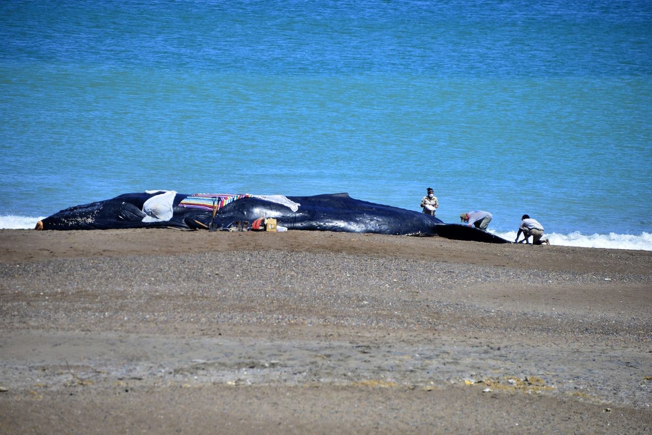 BALLENA VARADA. Pese a los esfuerzos del Personal de la Secretaría de Ambiente y Desarrollo Sustentable de Río Negro para ayudar a regresar al mar, murió la ballena jorobada que encalló en la zona de la Ensenada, cerca del balneario El Cóndor, a unos...