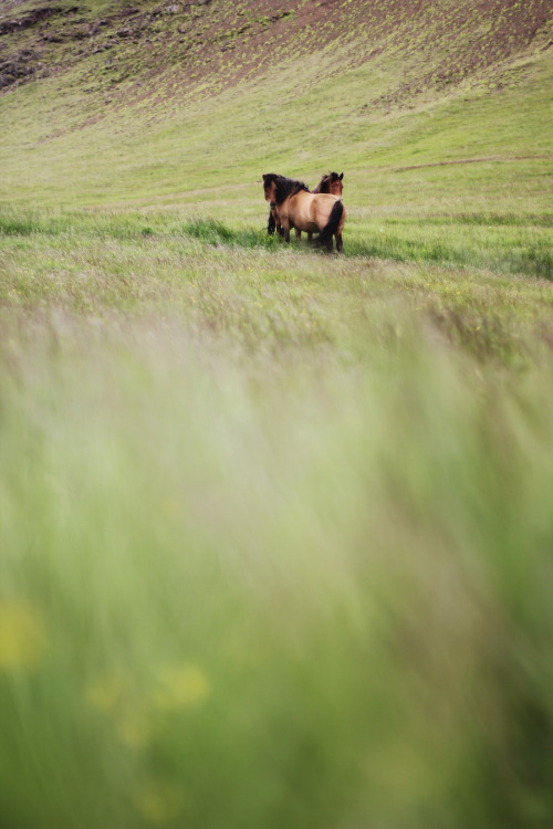 pawprintsandpines:  Icelandic horses somewhere above Glufrabui. 