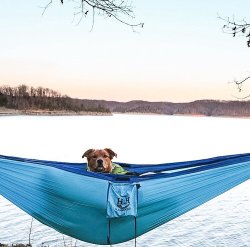 hedonistic-hammocklife:  “Good morning world…I’m only getting outta this hammock if my coffee is ready” #houndfit  @shaynahikes and her dog Teagan have some mad hammocking skills!  We might need some pointers 👍🐶😁 Awesome adventure, keep