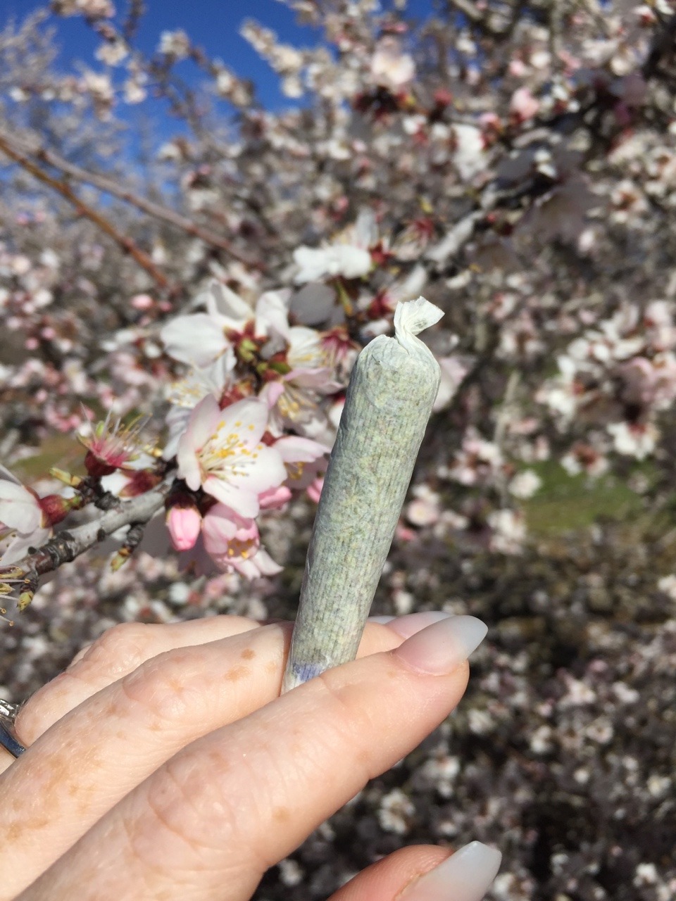 errlygirl:  Smoking with the bees 🌸✨💞 