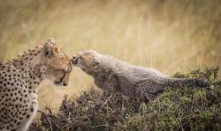 llbwwb:  Todays Cuteness:) Cheetah - Puppy