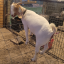 goat-think
