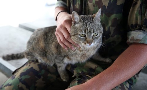 useless-switzerlandfacts:There are three cats officially registered in the Swiss military, one of th