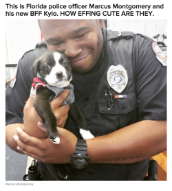 elphabaforpresidentofgallifrey:  buzzfeed:  This Cop Was Called To An Animal Shelter And Ended Up Meeting His New Best Friend  “When the supervisor brought him in, I just looked in his eyes as he yawned at me, and I told [the] supervisor, ‘don’t