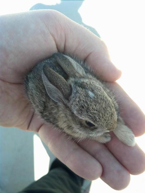 whenyouredieingseitstoofluffy - teeny tiny bunny...