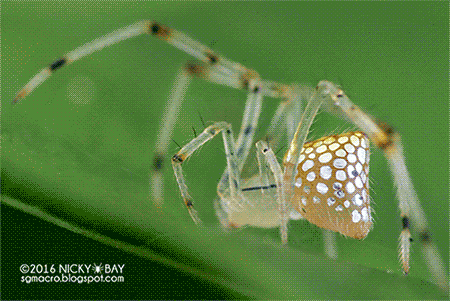itscolossal:  Photographer Nicky Bay Documents Mirror Spiders Adjusting their Silver