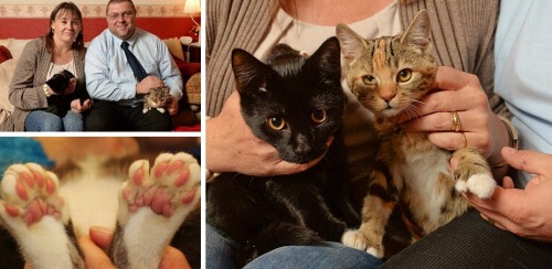 Thumbs up for kittens born with extra toes on each paw  Abandoned kittens - Connie and Clyde, born w