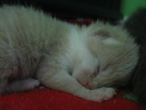 Michi on the left as a baby. New kitten on the right.  I WANT IT