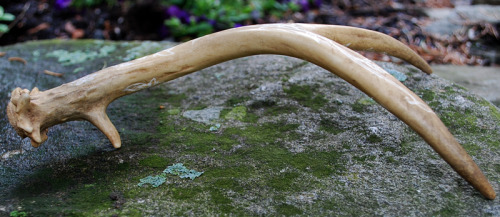 sjcart:  Natural shed stained with black tea and hand-carved. For sale on etsy! 