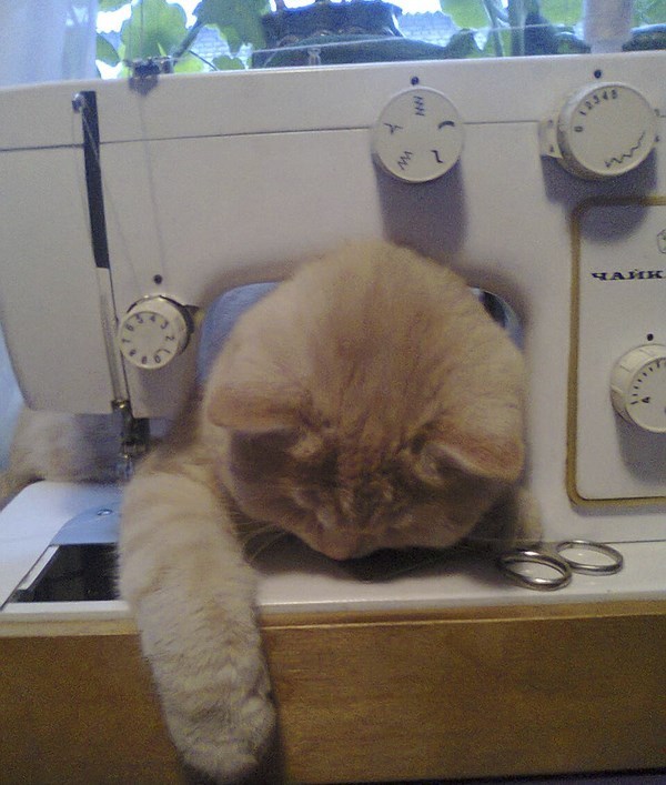 fantasticcatadventures:yes, I’m helping