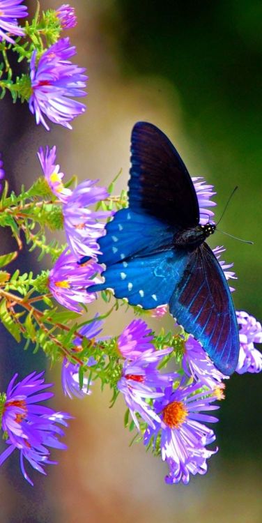 flowersgardenlove:  Amazing World Beautiful gorgeous pretty flowers  And butterflies