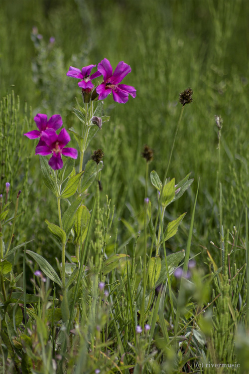 Lewis’s monkeyflower makes a bold statement in a wild wetland: Yellowstone National Park, Wyom