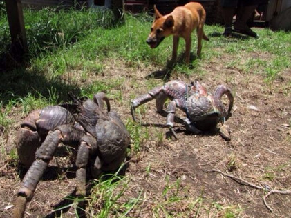 sixpenceee:  THE COCONUT CRAB Birgus latro also known as the coconut crab is the largest terrestrial arthropod in the world. They can grow up to a leg span of 3 ft. It sometimes takes 120 years to reach it’s full size. It’s also known as the robber