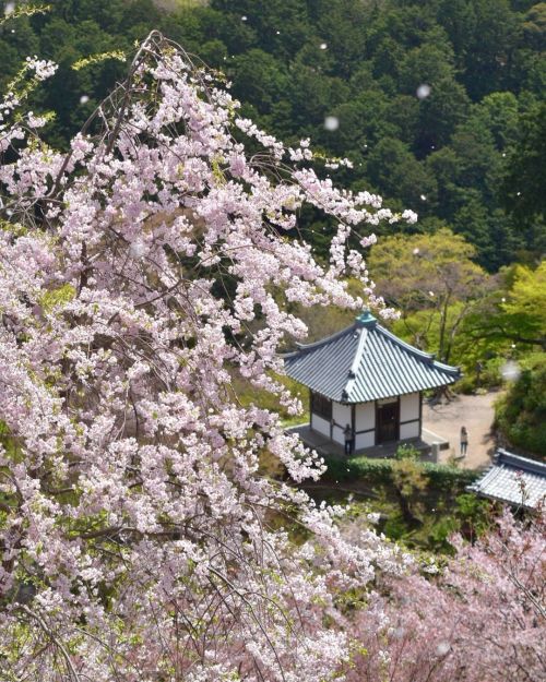 ’ ’ 【京都の桜】善峯寺 しだれ桜 ’ ’ 幾度となく、 花びらが舞い散る… ’ ’ 最高に美しい姿を何度も何度も。 &rsq