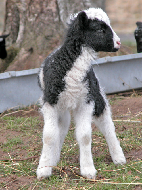 cool-critters:  Jacob sheep (Ovis aries = sheep)The Jacob sheep is a rare breed of small, piebald (colored with white spots), polycerate (multi-horned) sheep. Jacobs may have from two to six horns, but most commonly have four. The most common color is