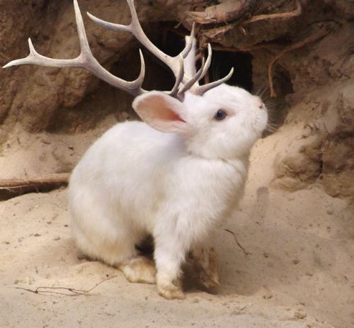 anungulateaday:Jackalope (Odocoileus lepus timidus) honestly, this particular sport breed looks unhe