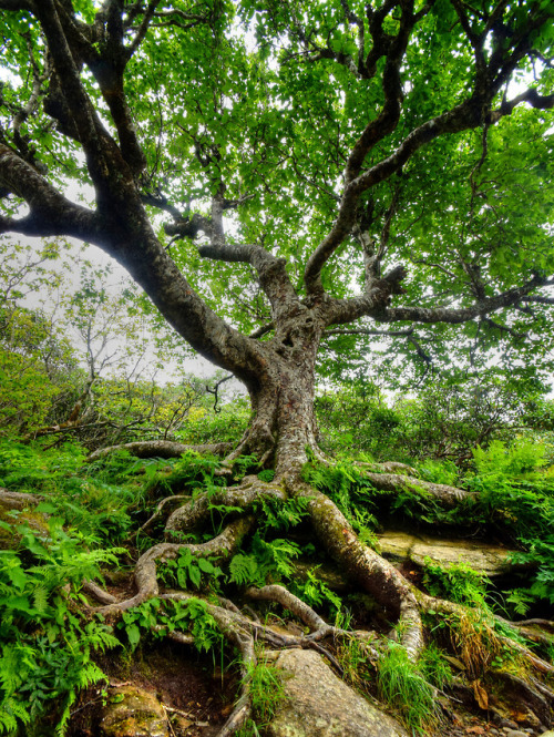 Beech at Graggy Gardens Take 2 by Warren Reed