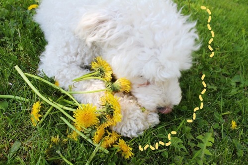 flowerlasagna:Dandelion boy