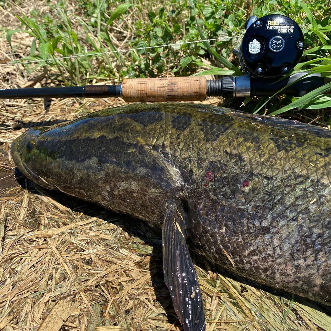Royal Milktea Spicy Fishing 渓谷シーバスの始まる秋 Royal Milktea Spicy Fishing 渓谷シーバスの始まる秋