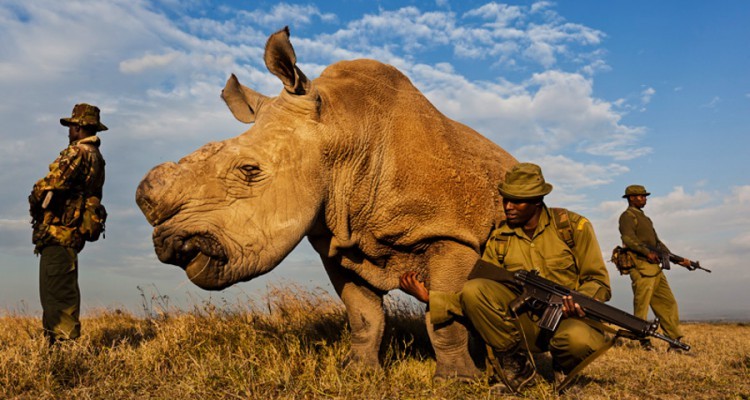 gunrunnerhell:  The Last OneIn the last 50 years, the rhino population of Africa