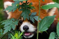 toca-da-montanha:  Você sabia? - Panda Vermelho -  Panda vermelho (Ailurus fulgens), também conhecido como panda-brilhante, panda-pequeno, gato-de-fogo. É encontrado no Himalaia, do Nepal à China, aparece também no norte da Índia, no Butão e