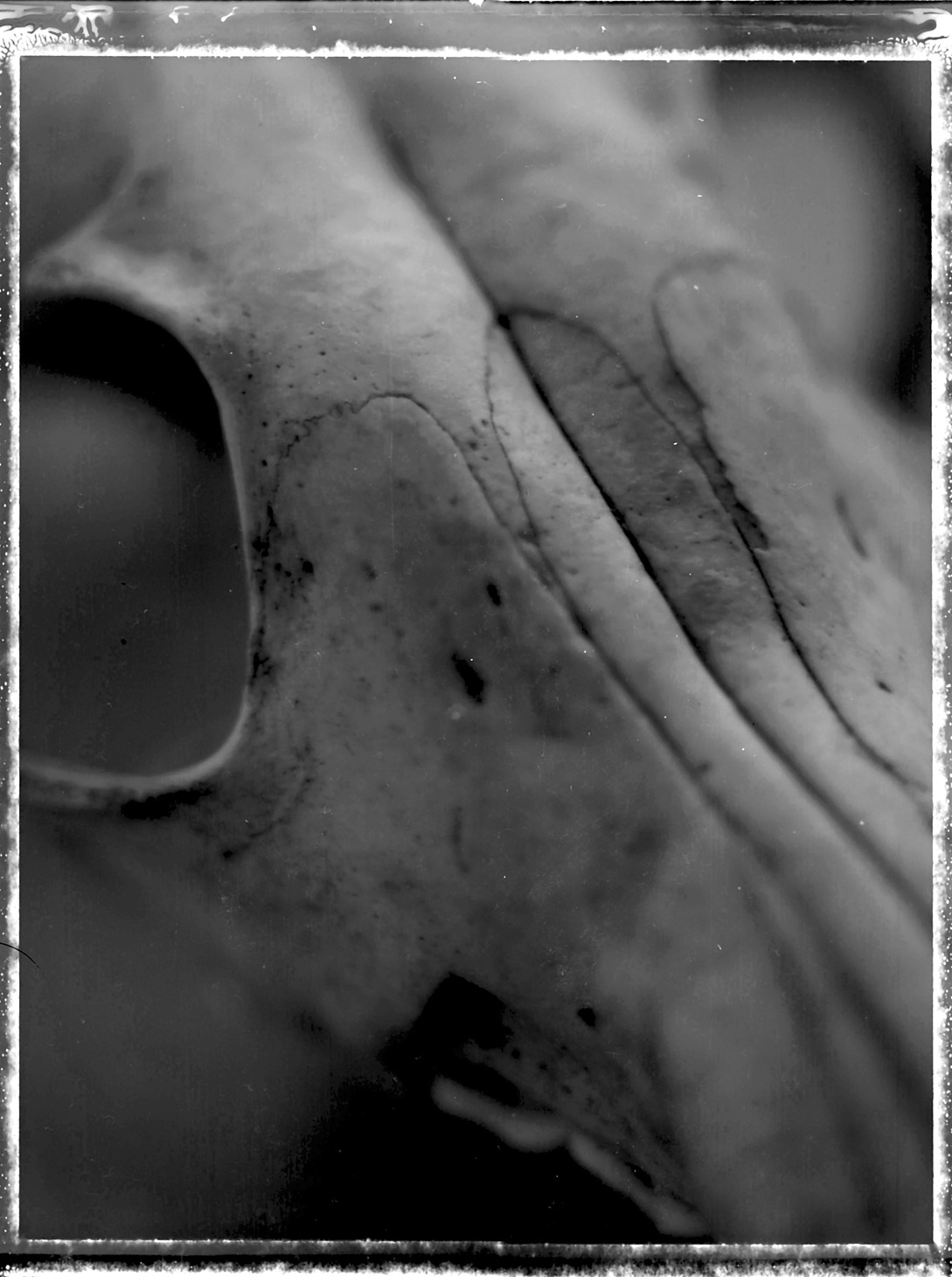 Details (again)
Camera: Arca; Film: Polaroid 55, 4x5 - scanned negative, corrections in photoshp