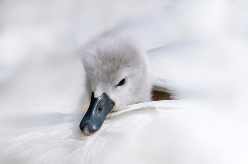 Photography by Jacky Parker